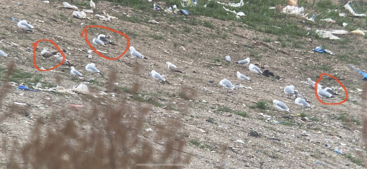 Lesser Black-backed Gull - ML326491081