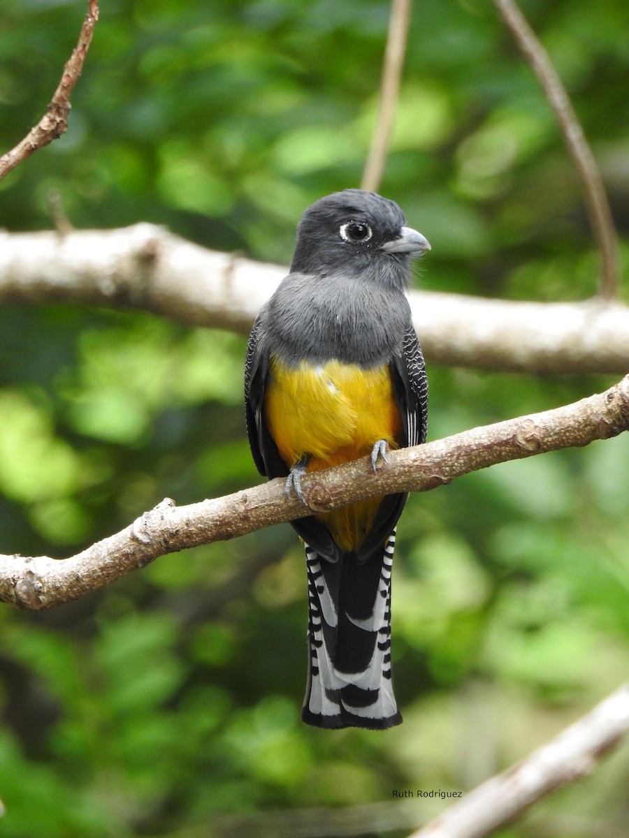 Black-headed Trogon - ML326491321