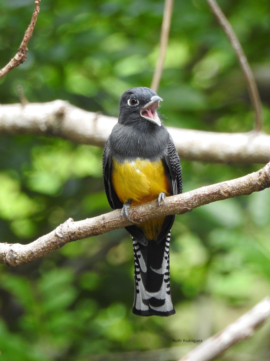 Black-headed Trogon - ML326492351