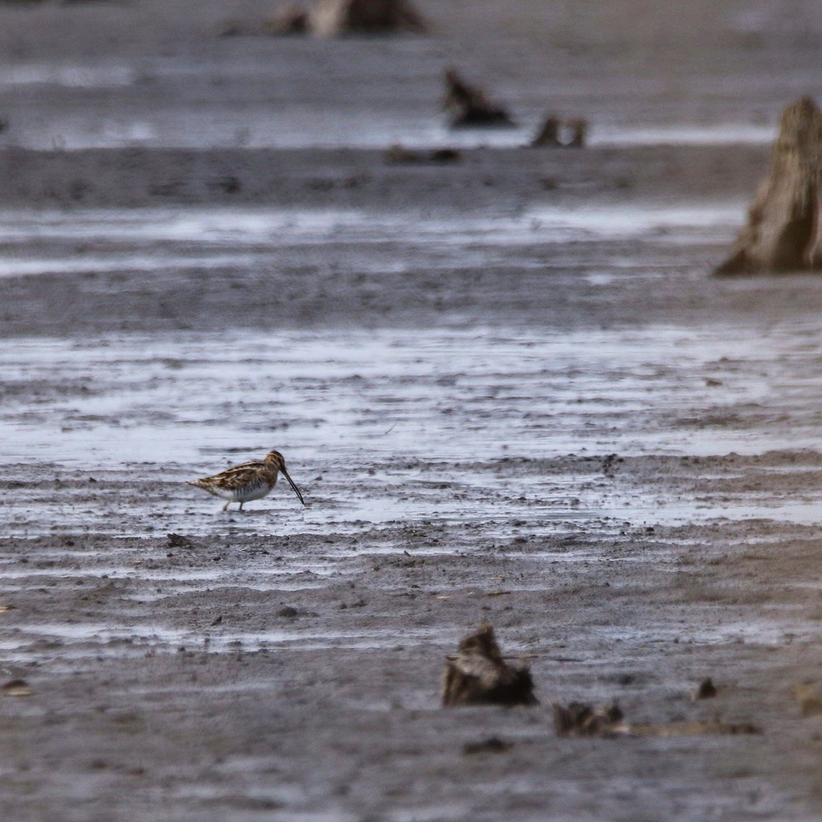 Common Snipe - ML326493521