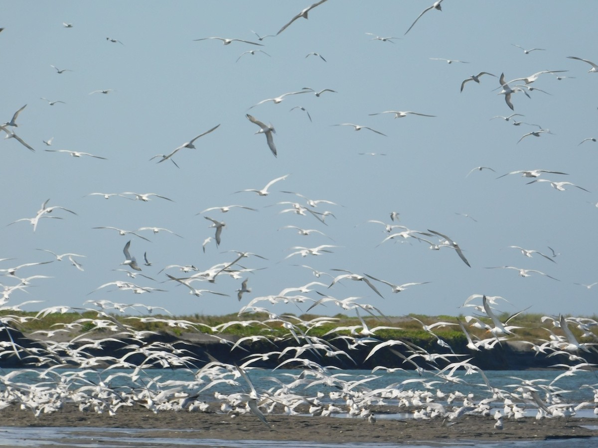 Royal Tern - ML326494331