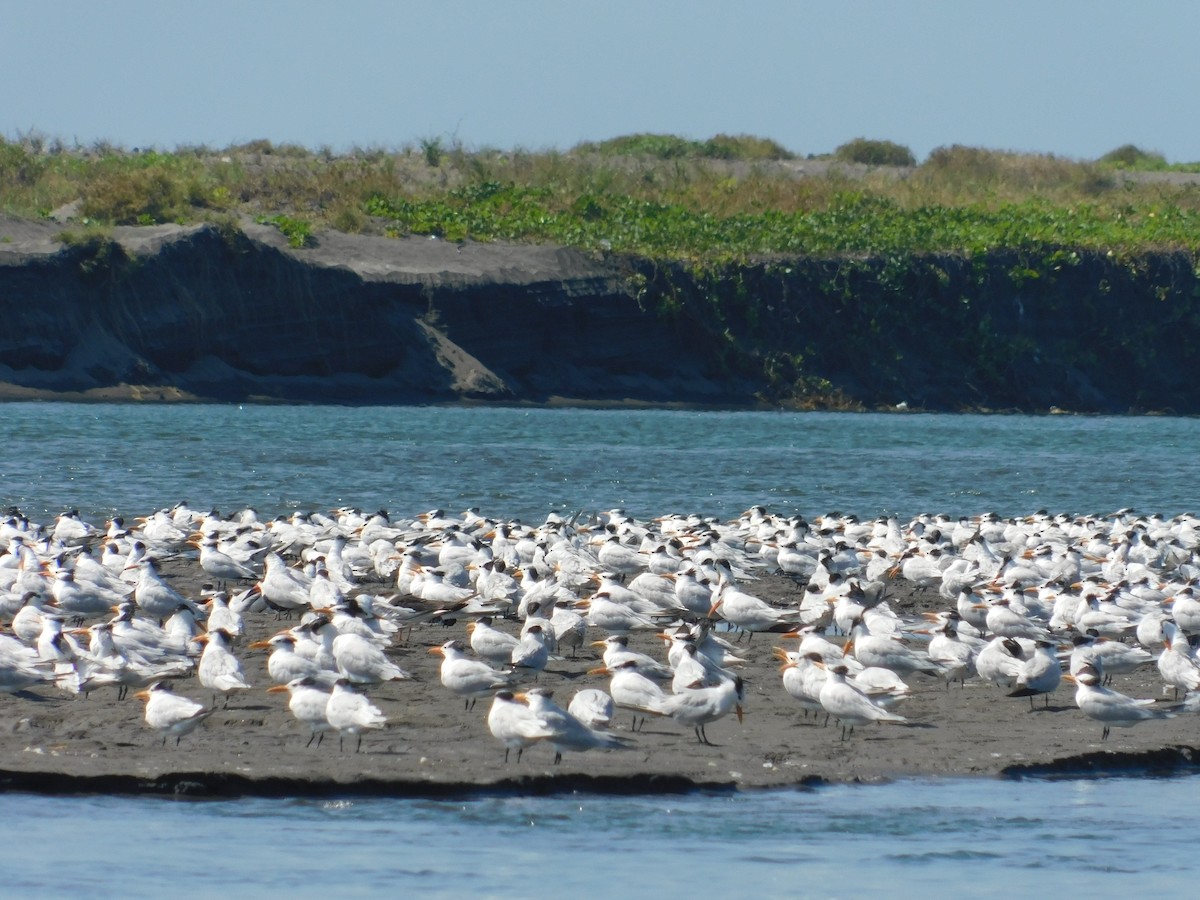 Royal Tern - ML326494341