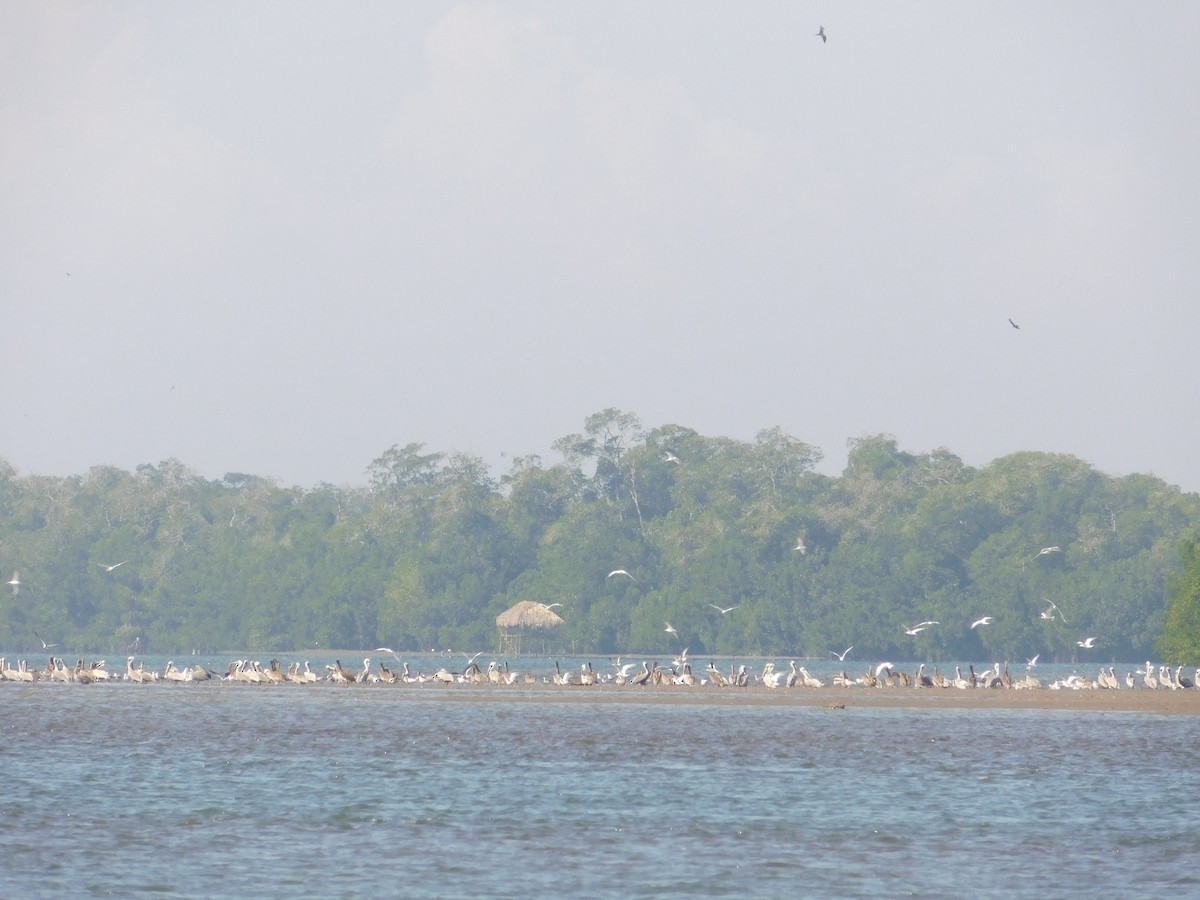 Royal Tern - ML326494351