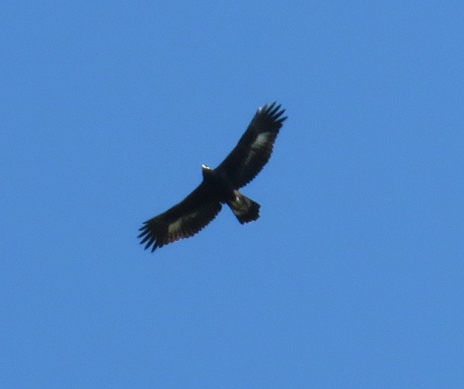 Golden Eagle - ML32649631