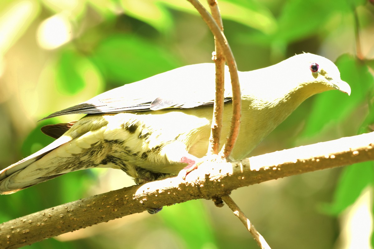 Gray-fronted Green-Pigeon - ML326499261