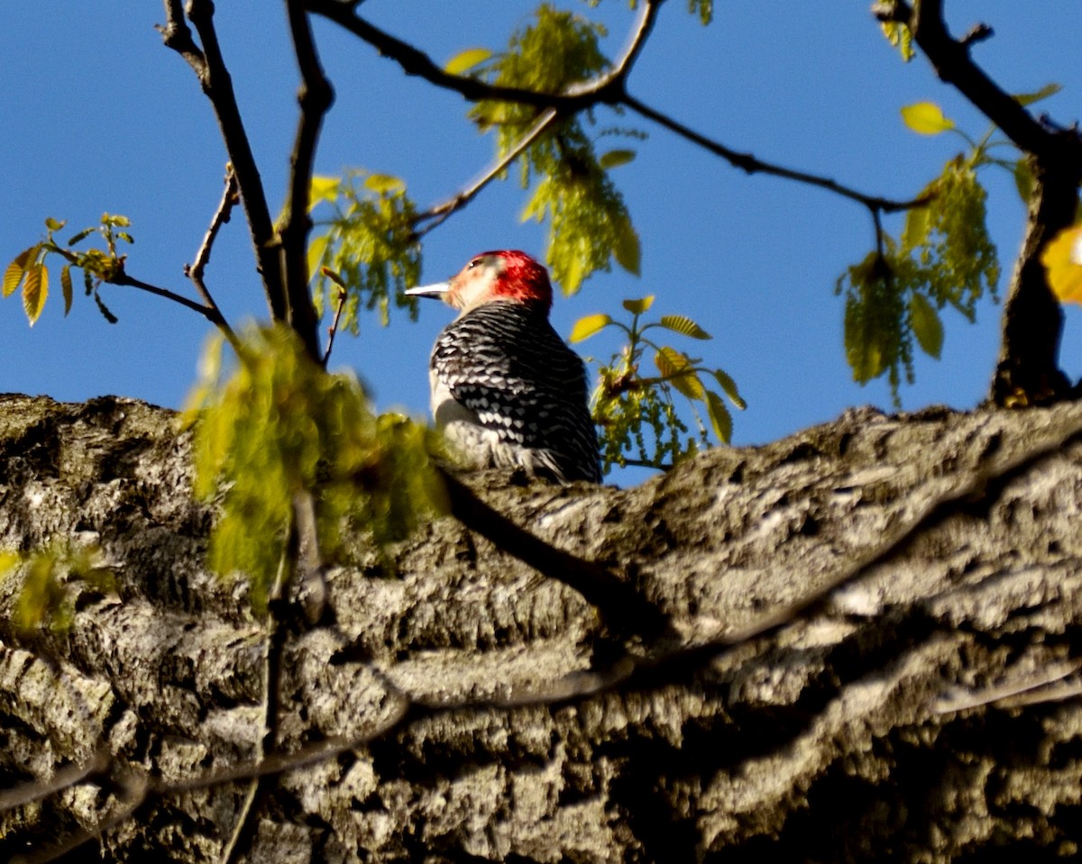 Red-bellied Woodpecker - ML326499891