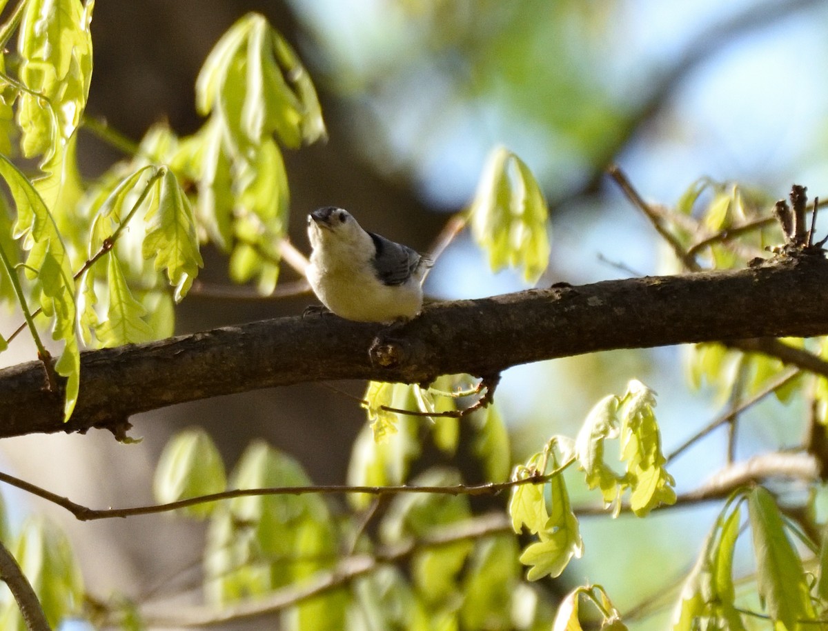 White-breasted Nuthatch - ML326500191