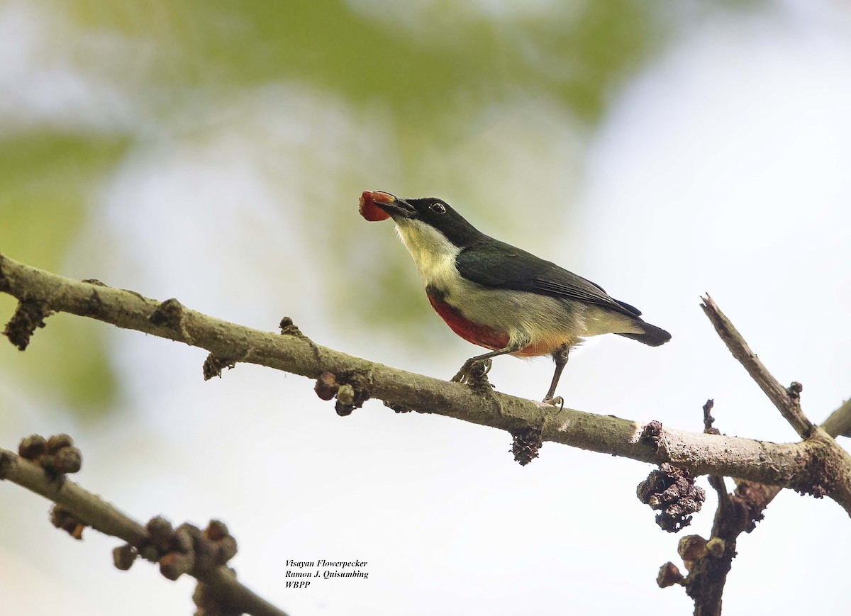 Black-belted Flowerpecker - Ramon Quisumbing