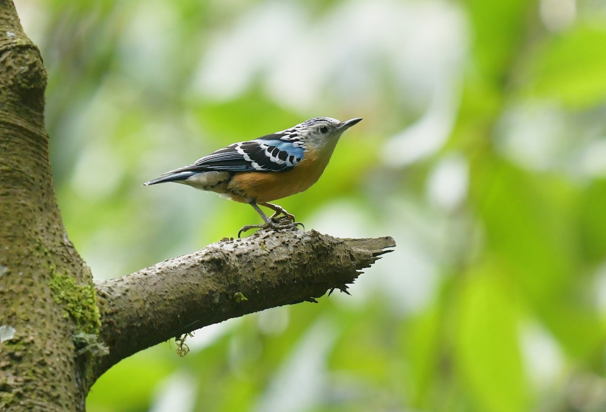 Beautiful Nuthatch - Rofikul Islam