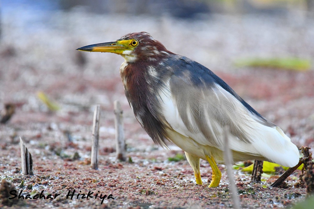 Chinese Pond-Heron - Shachar Hizkiya