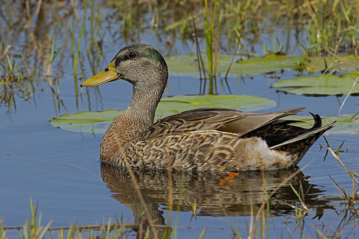 Mallard x Mottled Duck (hybrid) - M. M. Schaefer