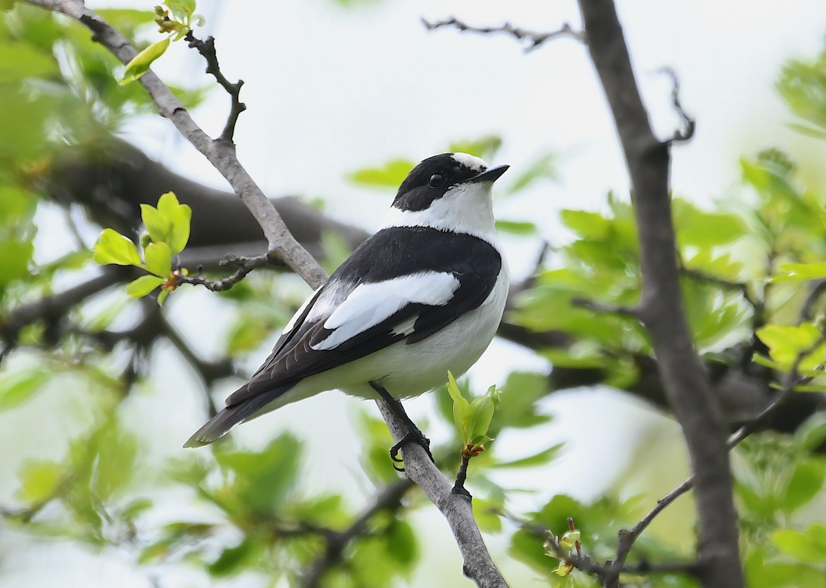 Collared Flycatcher - ML326504021