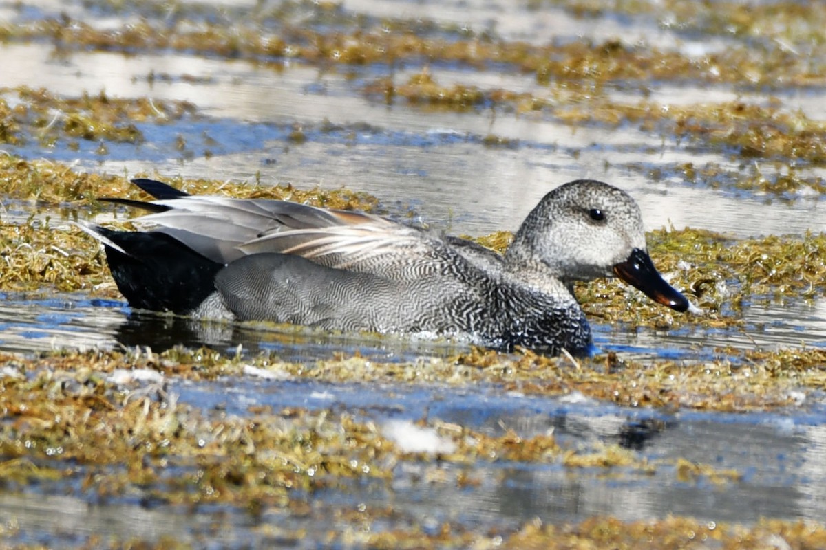 Gadwall - ML326504111