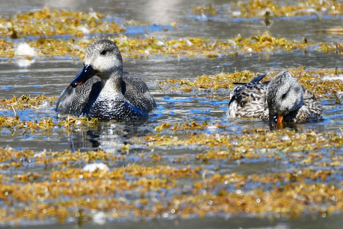 Gadwall - ML326504121