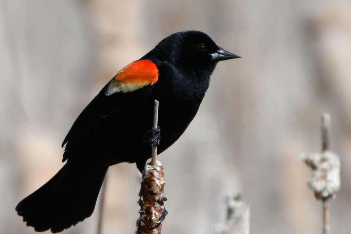 Red-winged Blackbird - ML326504221