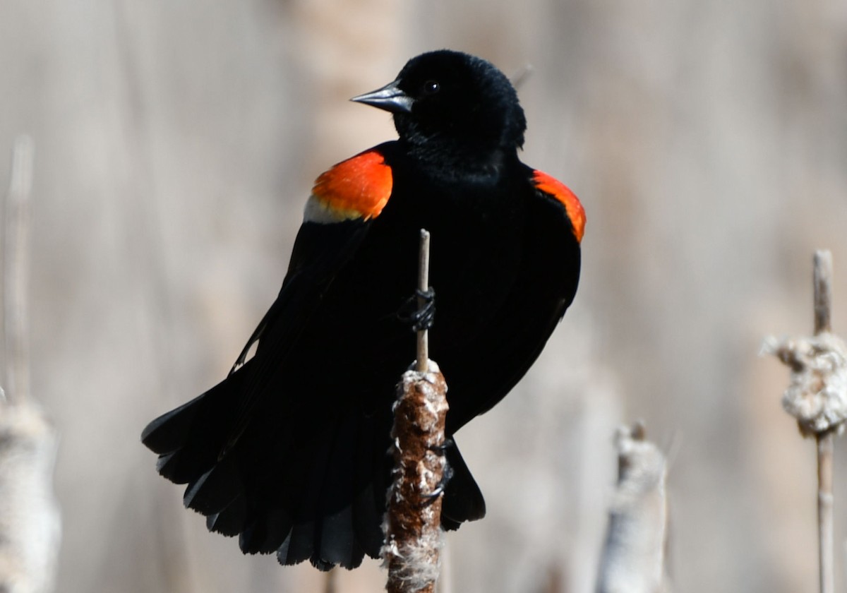 Red-winged Blackbird - ML326504231