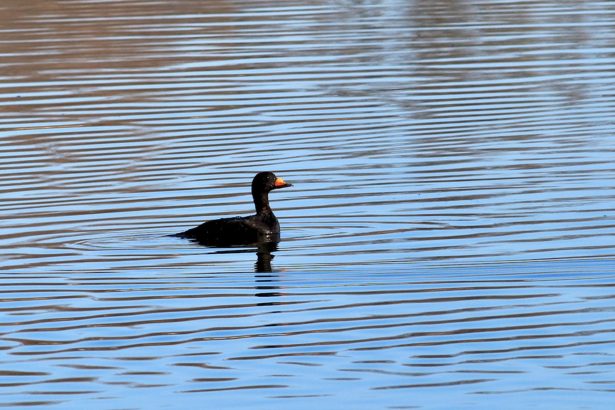 Black Scoter - George Forsyth