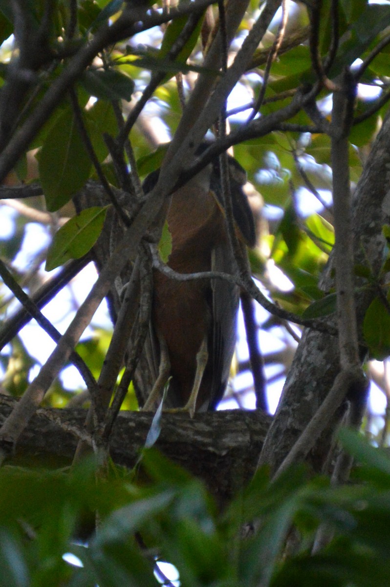 Boat-billed Heron - ML32650561