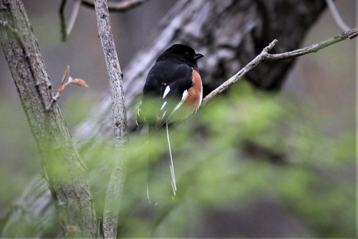 Eastern Towhee - ML326506611