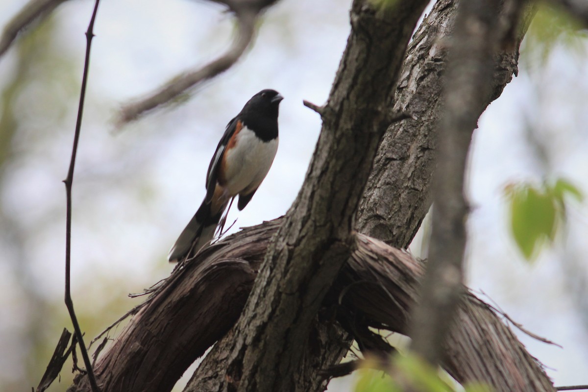 Eastern Towhee - ML326506641