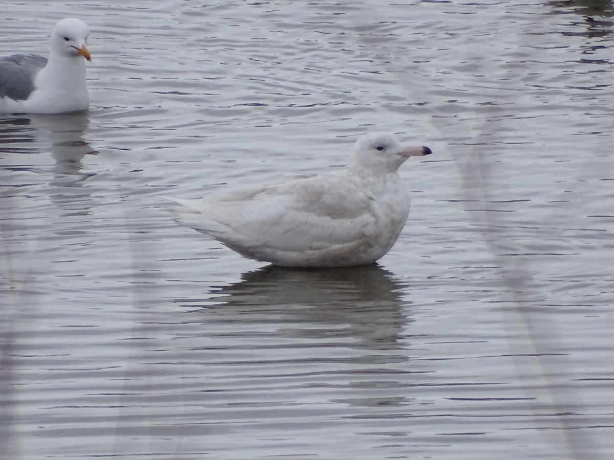 Glaucous Gull - ML326509241