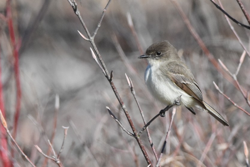 Eastern Phoebe - ML326509251