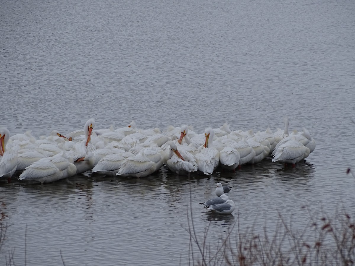 American White Pelican - Gail Fennell