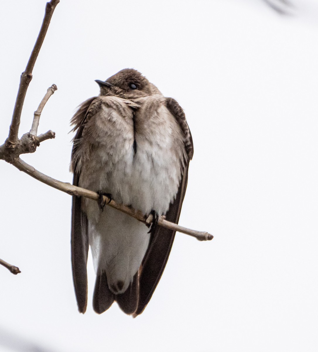 Northern Rough-winged Swallow - ML326511041