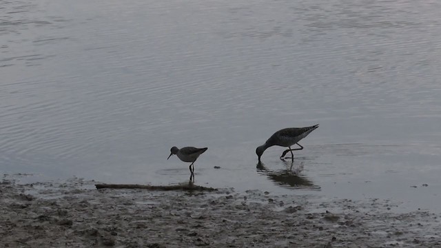 Lesser Yellowlegs - ML326511631