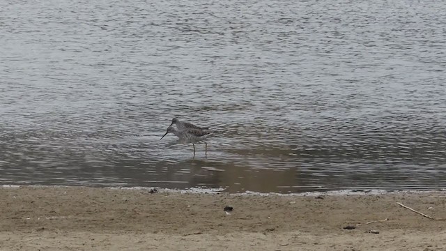 Lesser Yellowlegs - ML326511891