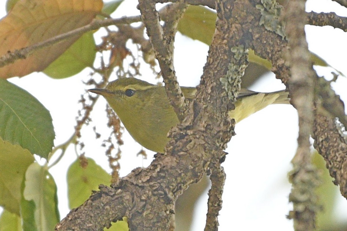 Green Warbler - ML326513091