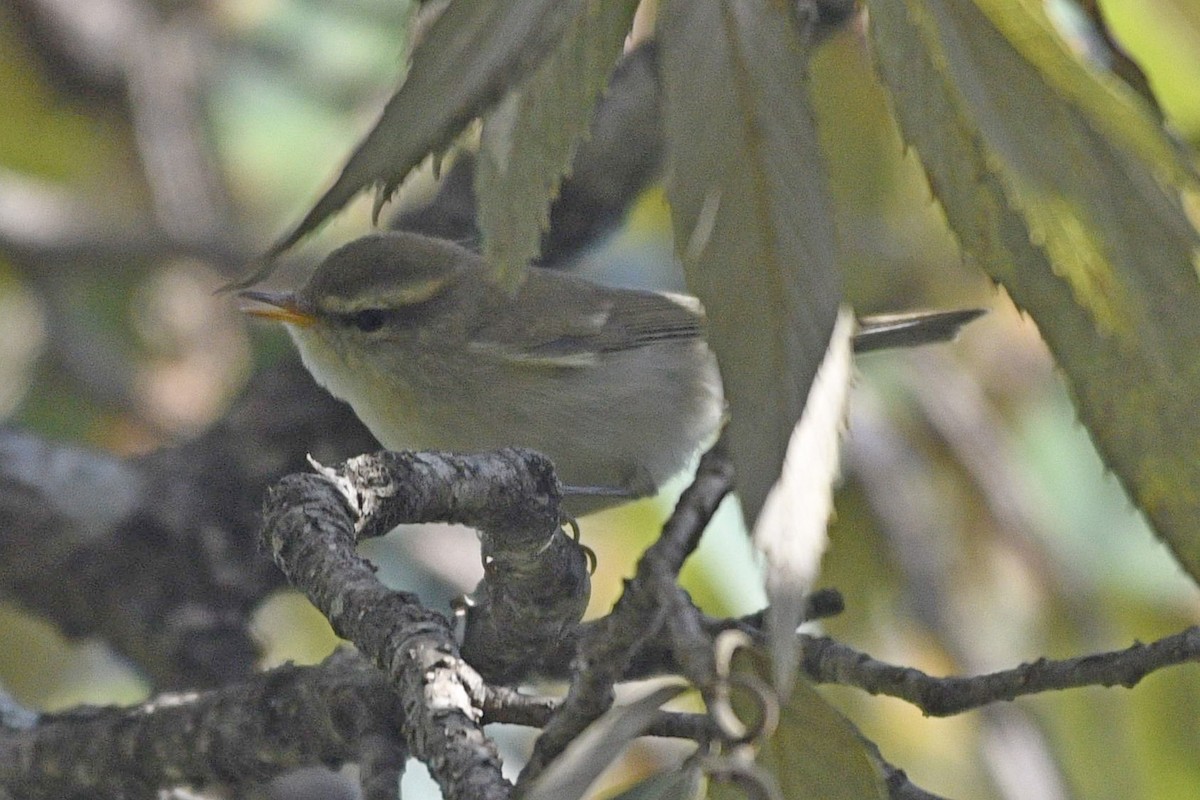 Greenish Warbler (viridanus) - ML326513171