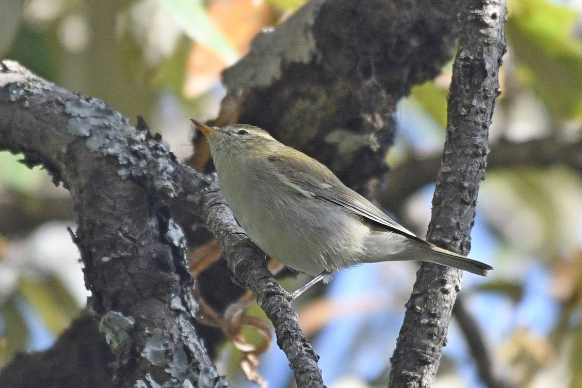 Greenish Warbler (viridanus) - ML326513191