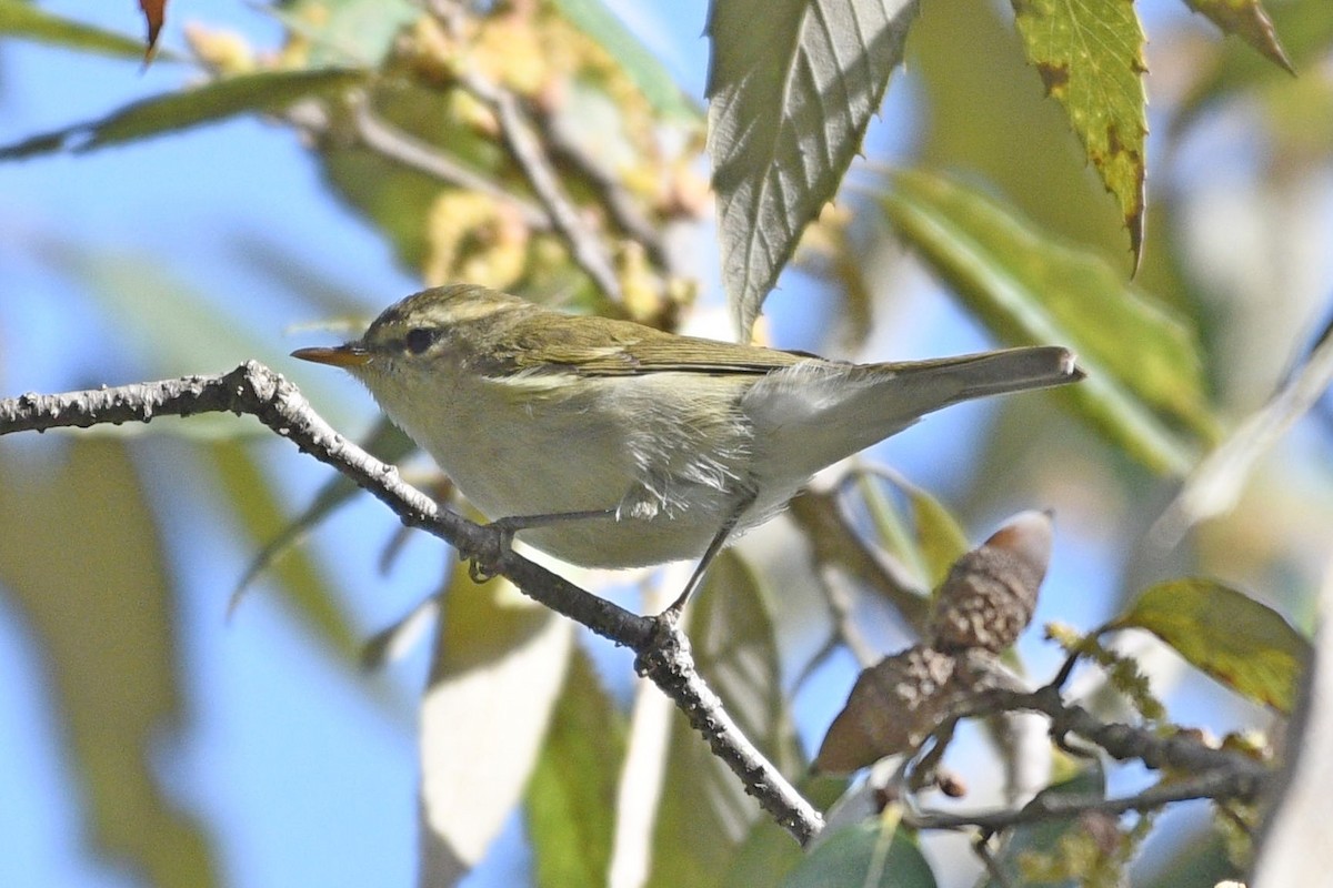 ヤナギムシクイ（viridanus） - ML326513231