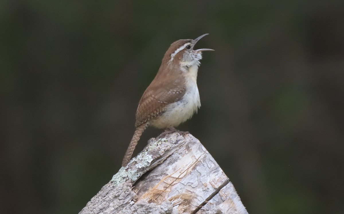 Carolina Wren - ML326513431