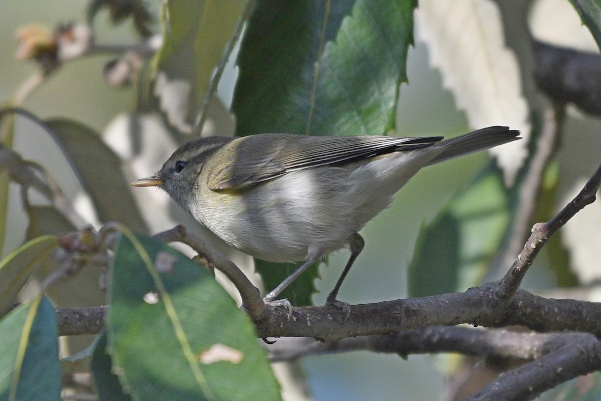 Greenish Warbler (viridanus) - ML326513521