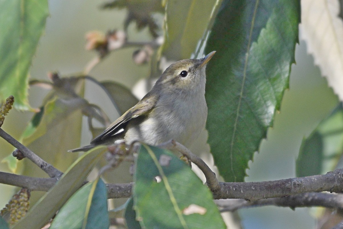 Greenish Warbler (viridanus) - ML326513541