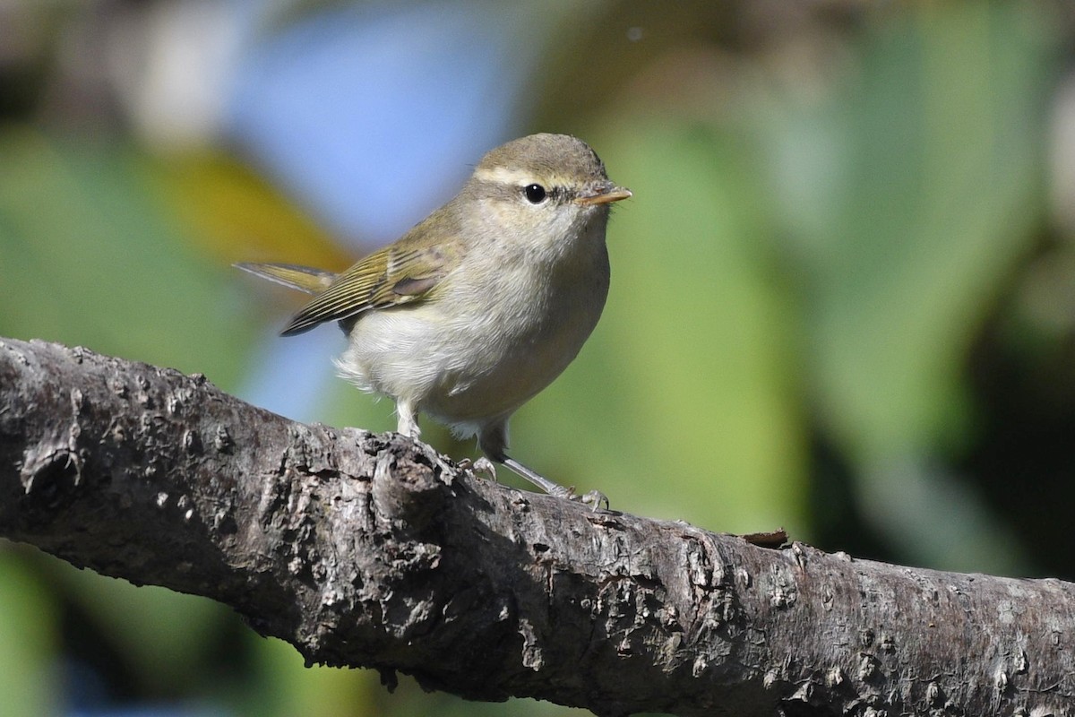Greenish Warbler (viridanus) - ML326513551
