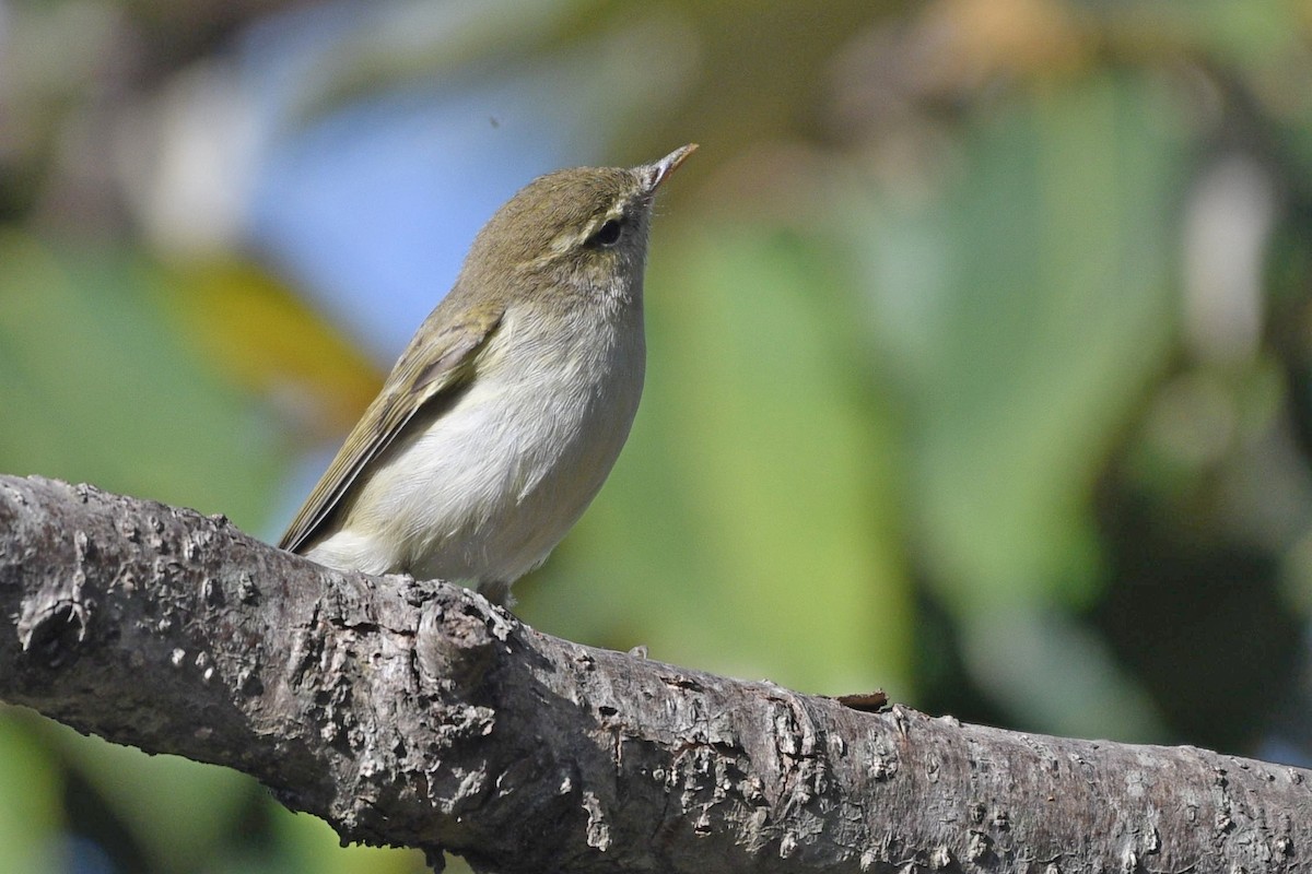 Greenish Warbler (viridanus) - ML326513561
