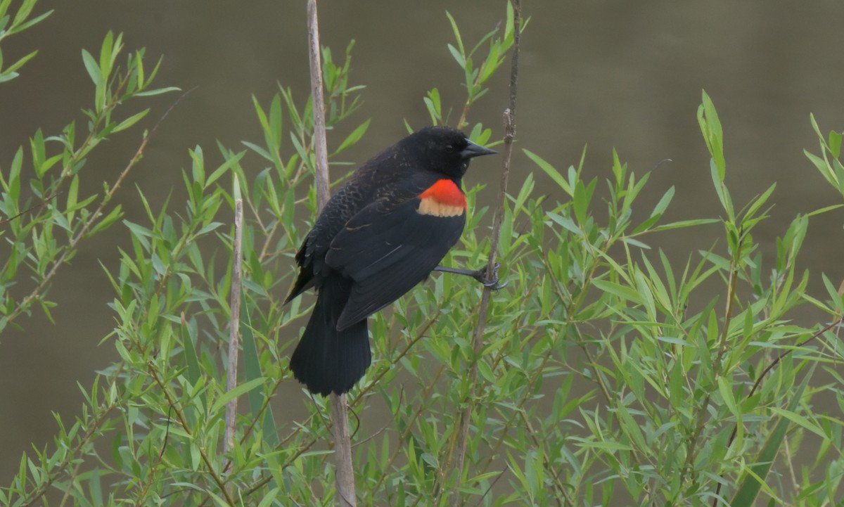 Red-winged Blackbird - ML326513611