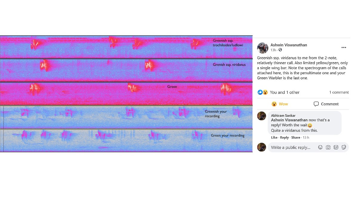 Greenish Warbler (viridanus) - ML326514581