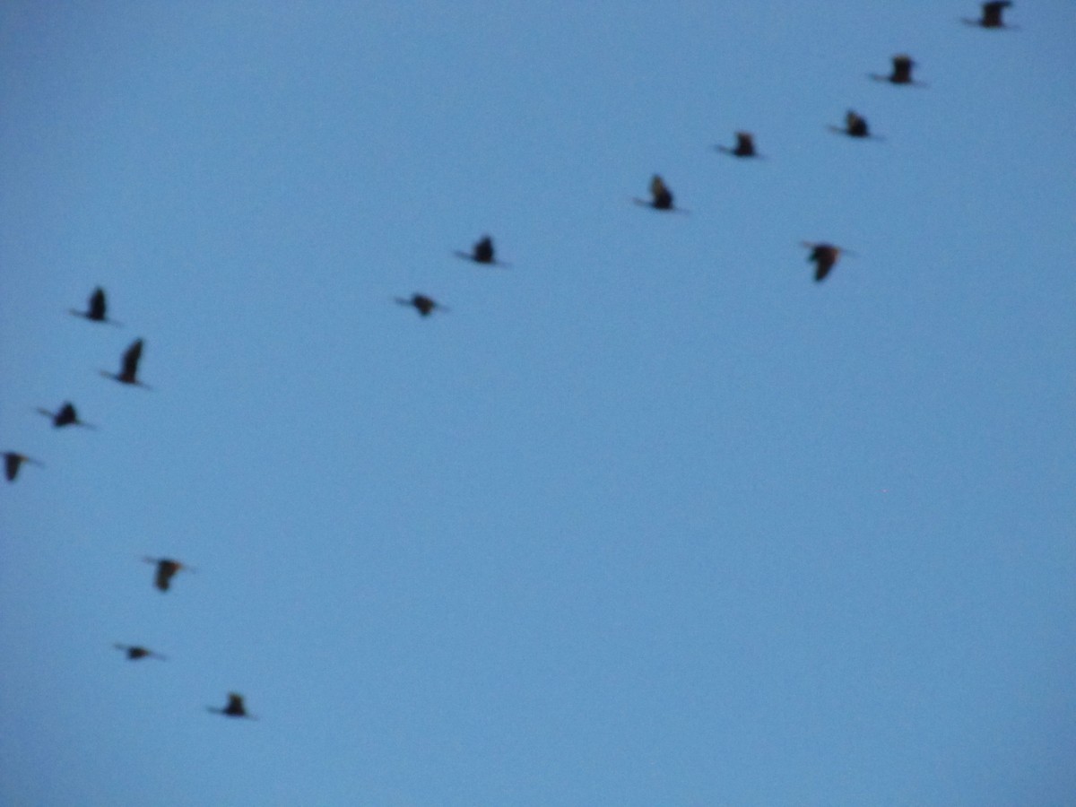 White-faced Ibis - ML32651461