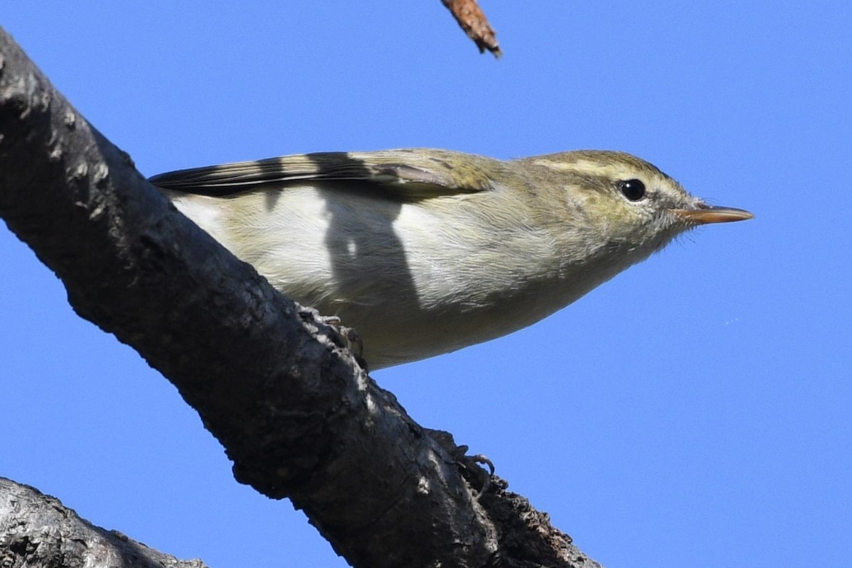 Green/Greenish Warbler - ML326515381