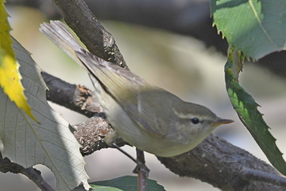 Green/Greenish Warbler - ML326515391