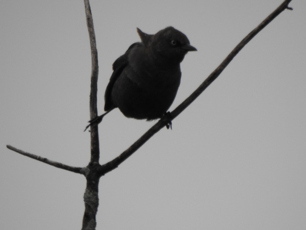 Rusty Blackbird - ML326515421