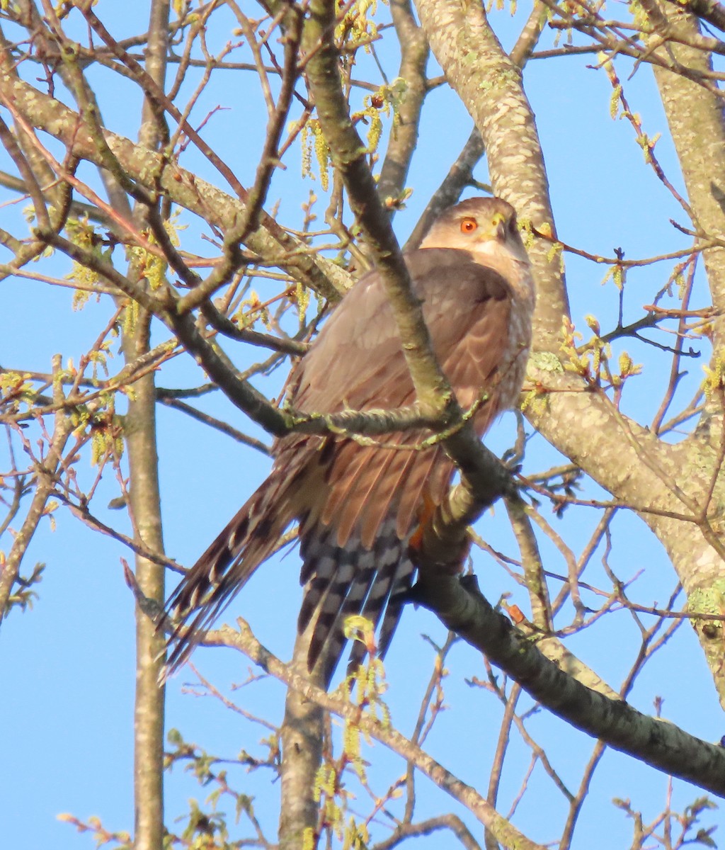 Cooper's Hawk - ML326515491