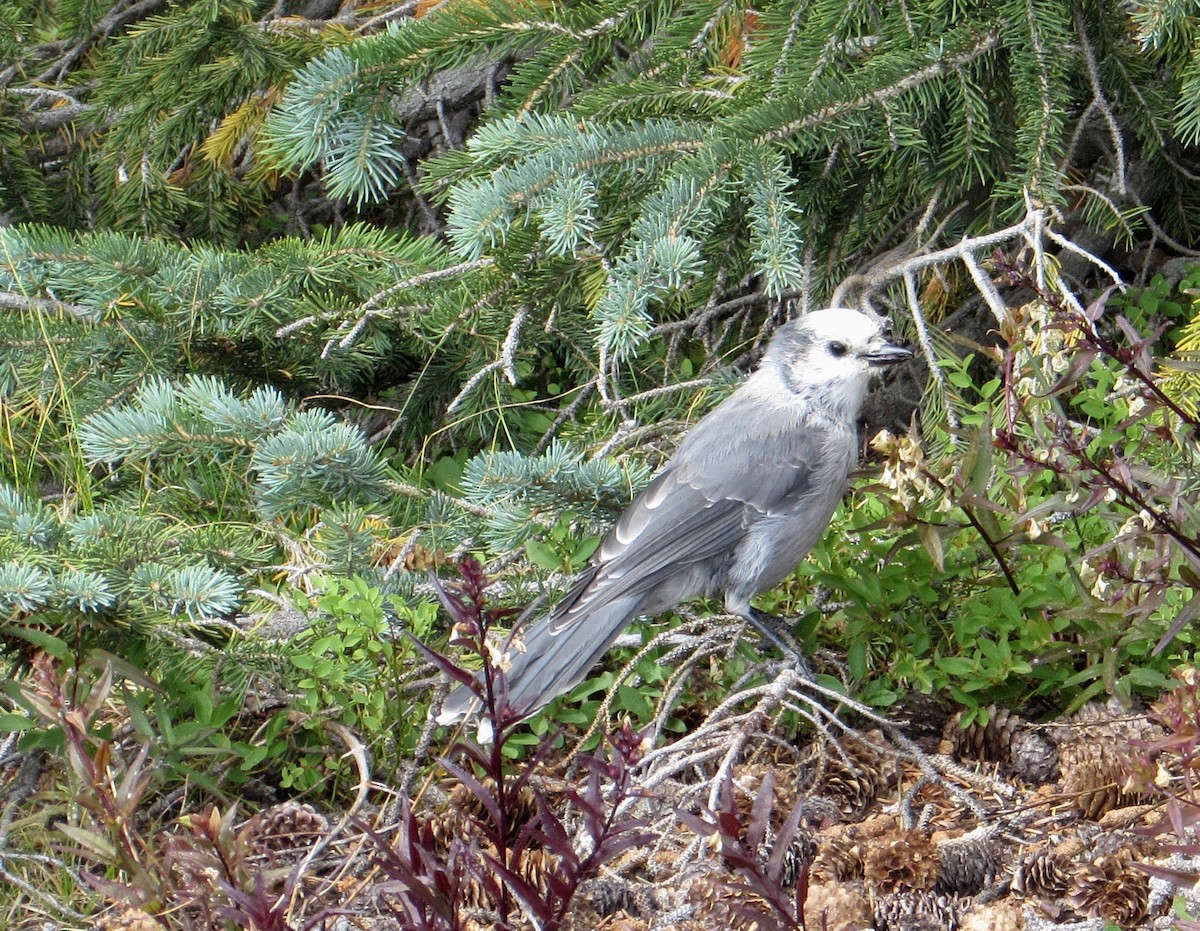 Mésangeai du Canada - ML32651561