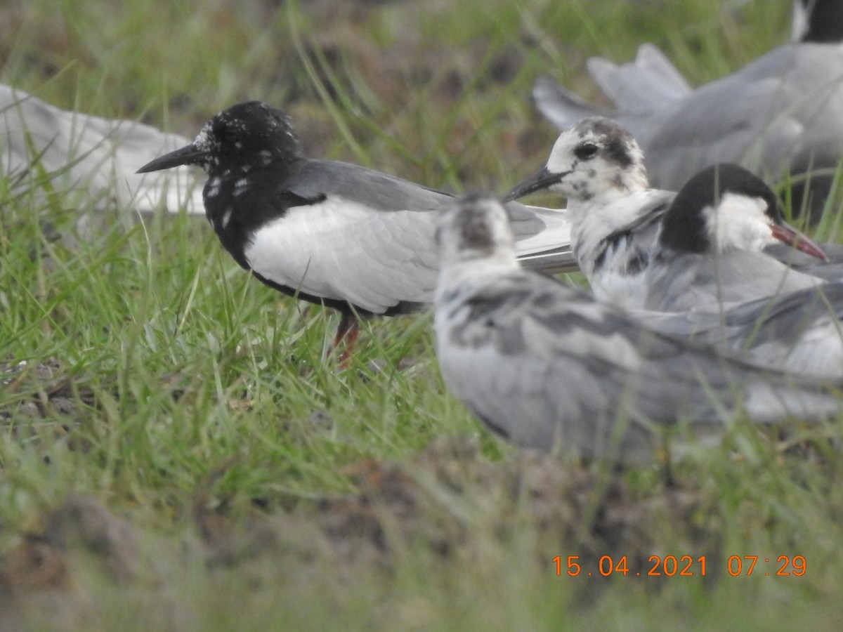 White-winged Tern - ML326515781