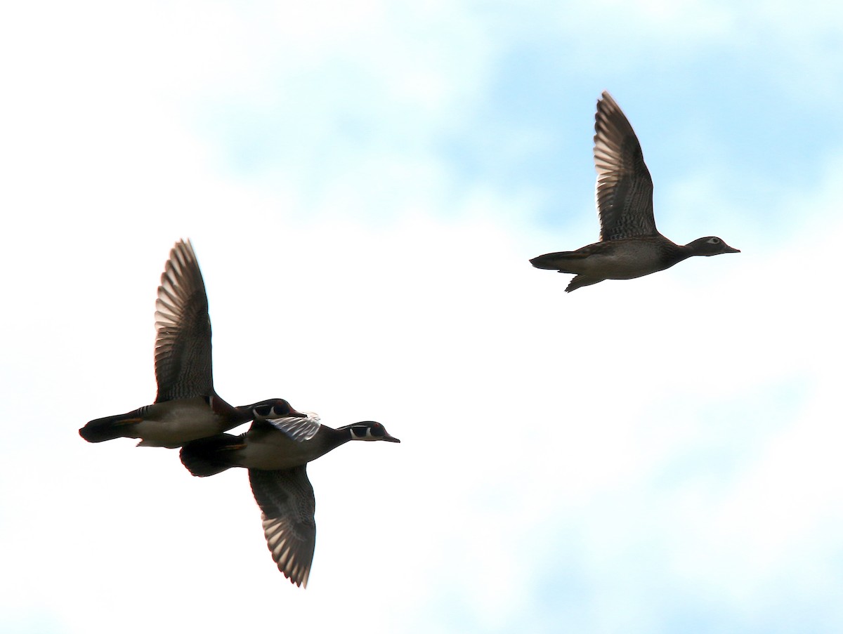 Wood Duck - ML326515971