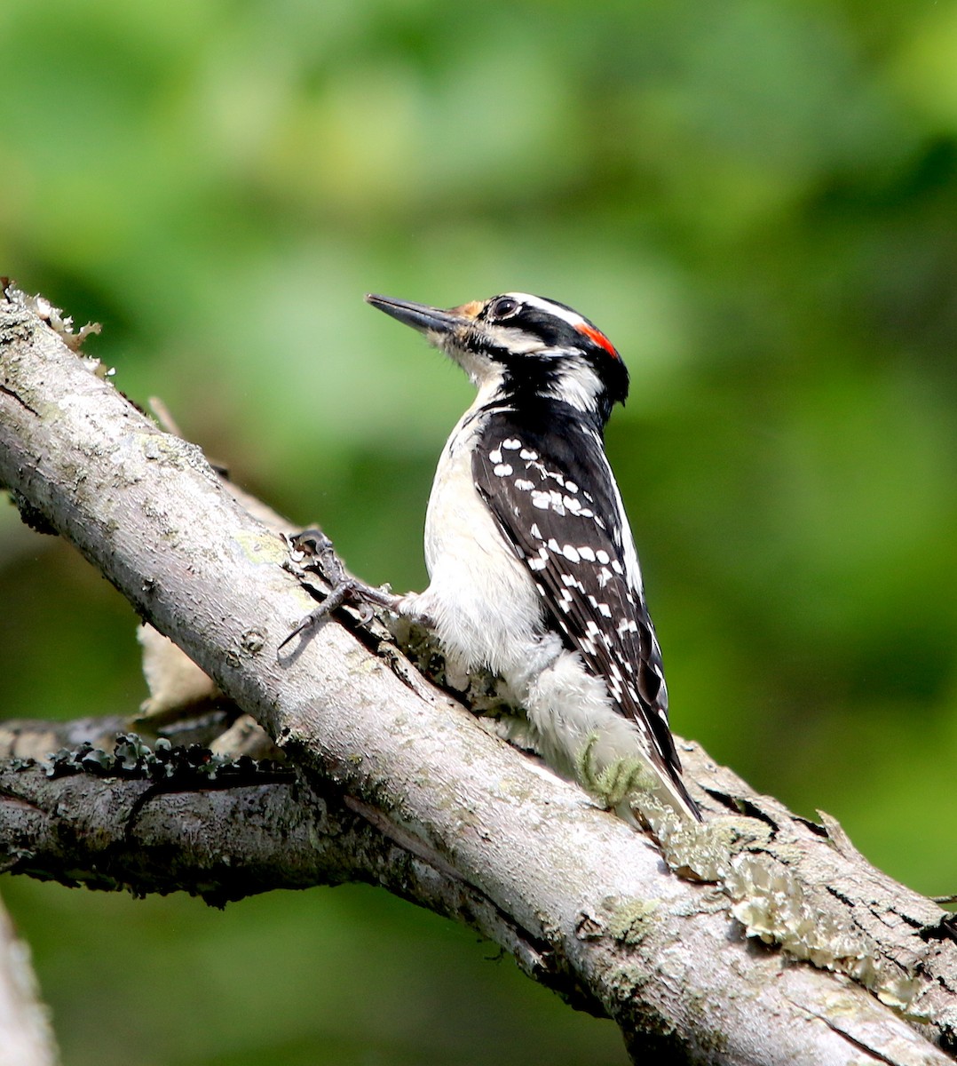 Hairy Woodpecker - ML326516491